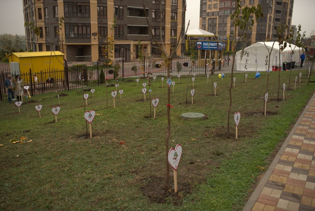 Застройщики и новоселы жилых комплексов посадили в Ростове тысячи деревьев