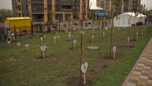 Застройщики и новоселы жилых комплексов посадили в Ростове тысячи деревьев