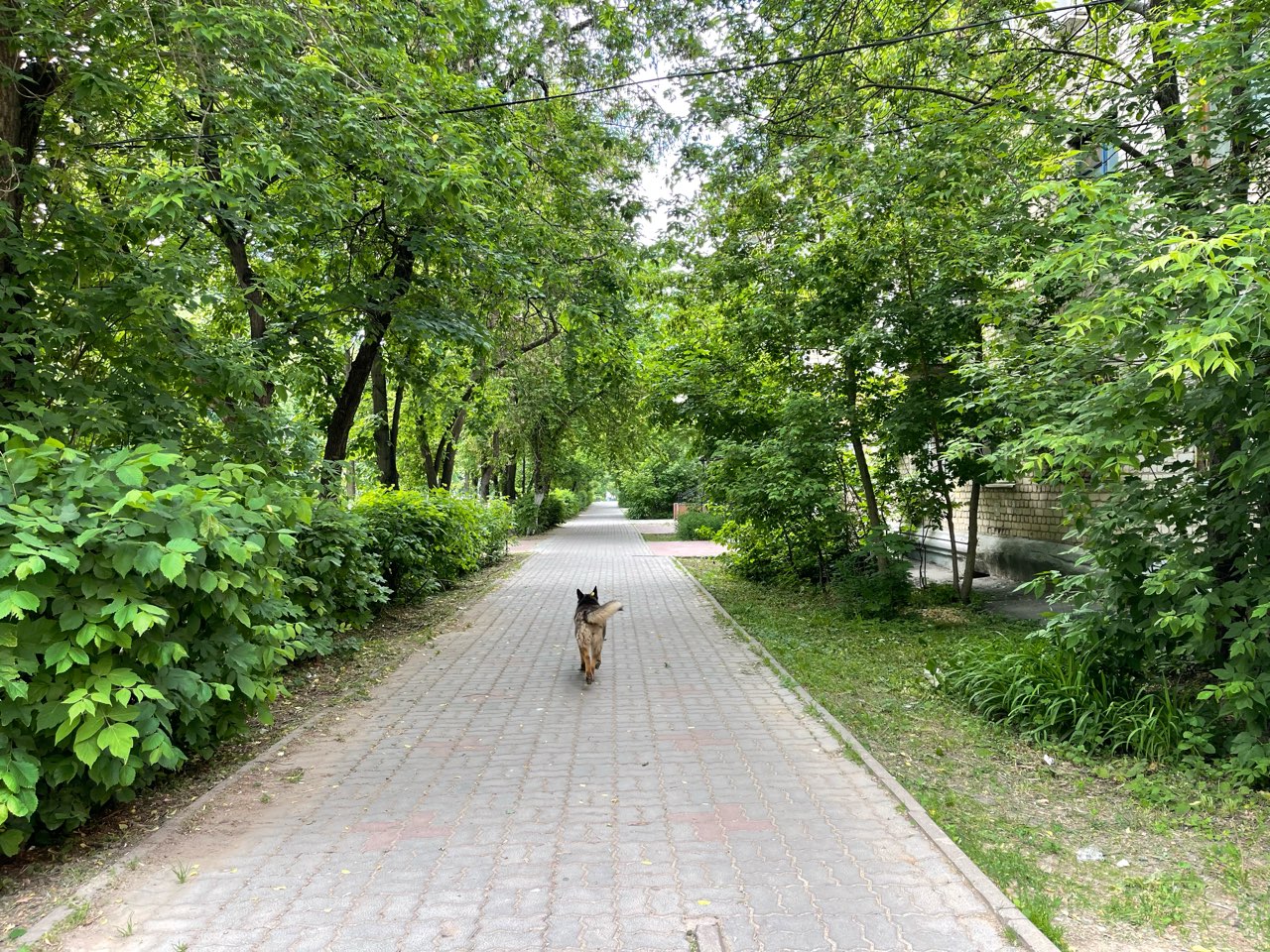 Парковка в Центральном парке Воронежа будет ограничена на две недели - фото 1