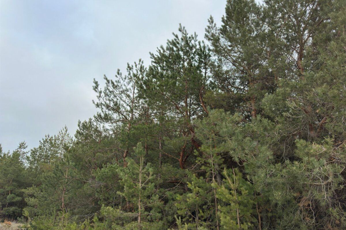 В Ростовской области продлили запрет на пребывание в лесах до 2 июля - фото 1